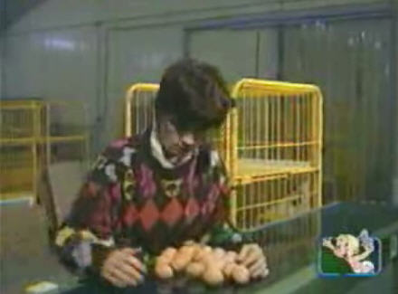 Egg Farm Prank Egg Farm Prank