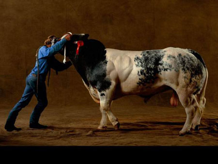 supercow03 supercow03