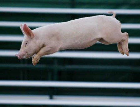 Pig Competition Pig Competition