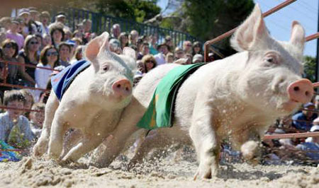 Pig Competition Pig Competition
