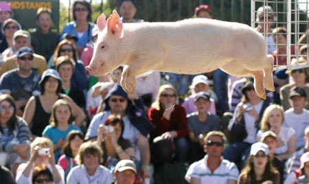 Pig Competition Pig Competition