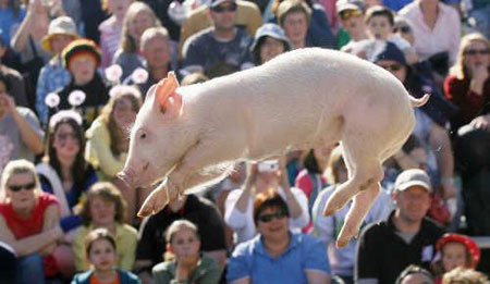 Pig Competition Pig Competition