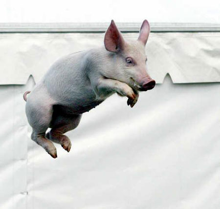 Pig Competition Pig Competition