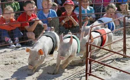Pig Competition Pig Competition