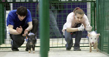 Pig Competition Pig Competition