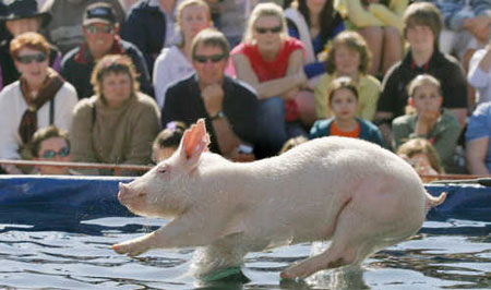 Pig Competition Pig Competition