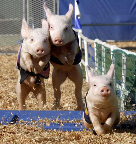 Pig Competition Pig Competition
