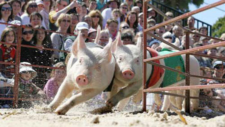 Pig Competition Pig Competition