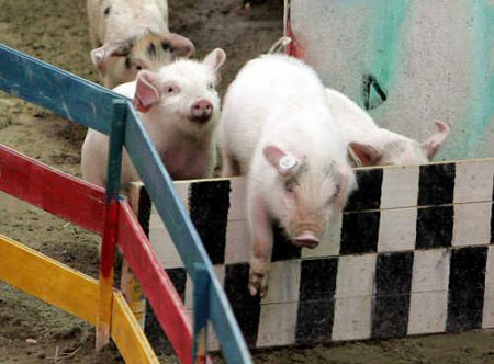 Pig Competition Pig Competition