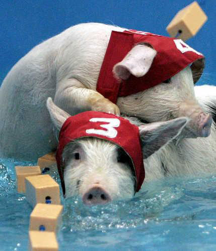 Pig Competition Pig Competition