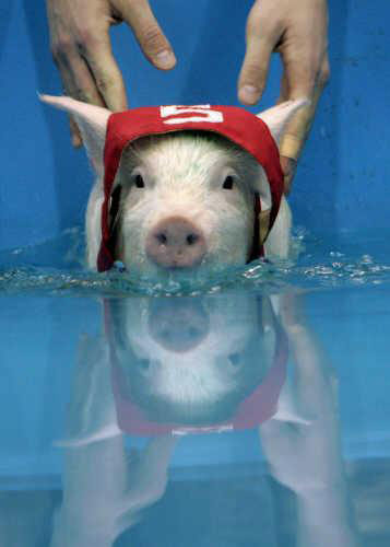 Pig Competition Pig Competition