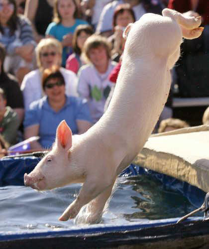 Pig Competition Pig Competition