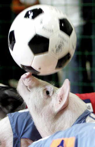 Pig Competition Pig Competition