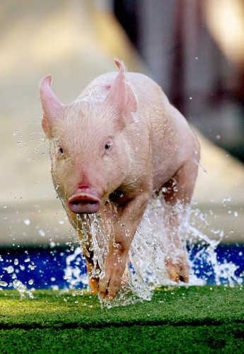 Pig Competition Pig Competition