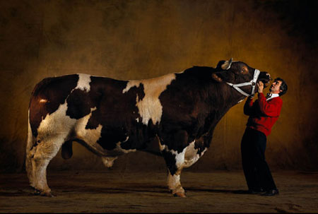 Super Cow Super Cow