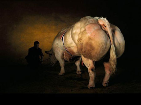 Super Cow Super Cow