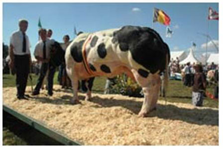 Super Cow Super Cow