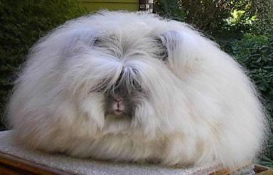 Angora Rabbit Angora Rabbit