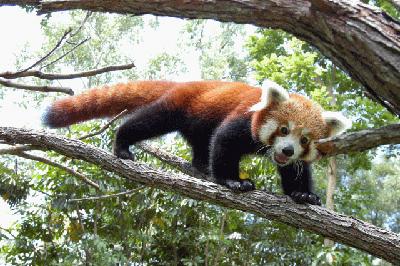 Red Panda Red Panda