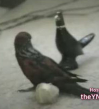 Animal Super Dancers
