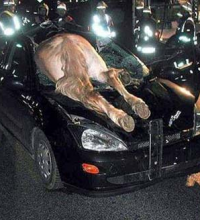 Horse suicide