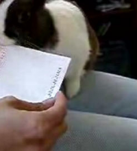 Bunny Letter Opener