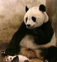 Sneezing Panda
