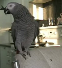 Beatboxing Parrot