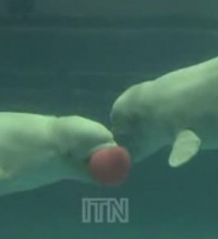 Beluga Whale blow bubble rings