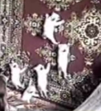 Very Funny Kitten