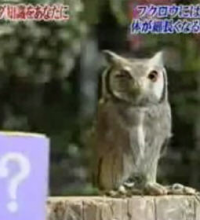 When Owl Get Scared