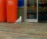 Seagull the shoplifter