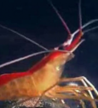 Pistol Shrimp