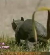 Very Weird Animal