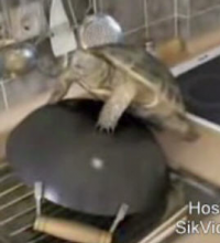 Horny Turtle