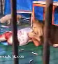 Lion Eating Man