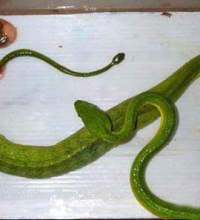 This is how snake lay eggs