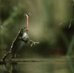 Amazing Wild Life