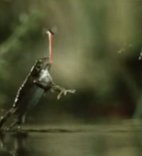 Amazing Wild Life