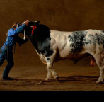 World Largest Cows