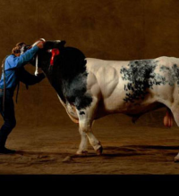 World Largest Cows
