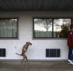 Amazing Dog Still Cool Without Both Legs