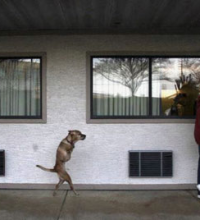 Amazing Dog Still Cool Without Both Legs