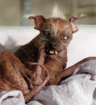 World Ugliest Dog