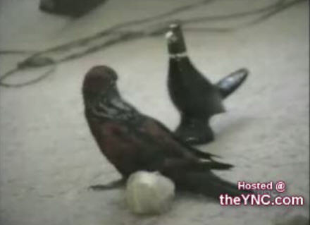 Animal Dancer