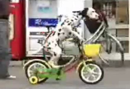 Dog Riding Bicycle