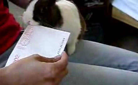 Bunny Letter Opener