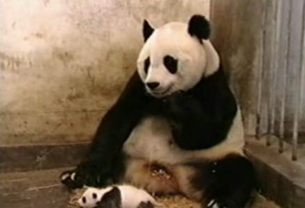 Sneezing Panda