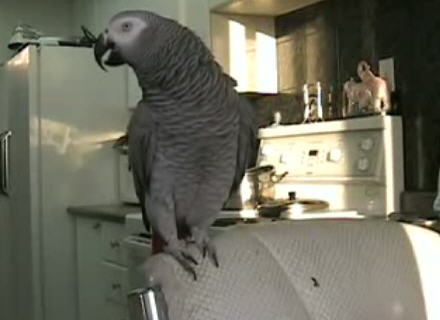 Beatboxing Parrot Beatboxing Parrot
