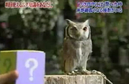 When Owl Get Scared